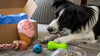 Are Pet Subscription Boxes Worth It? A Real Look