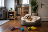Comfortable Dog Beds for Small Apartments: Top Picks