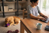How to Keep Dog Entertained While Working in 2026