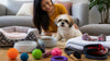 Pet Parent Brands: A 2026 Review of Lifestyle Picks
