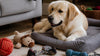 What Is the 3-3-3 Rule for Pets? A Guide to Settling In
