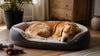 Why High Quality Pet Beds Matter for Your Dog