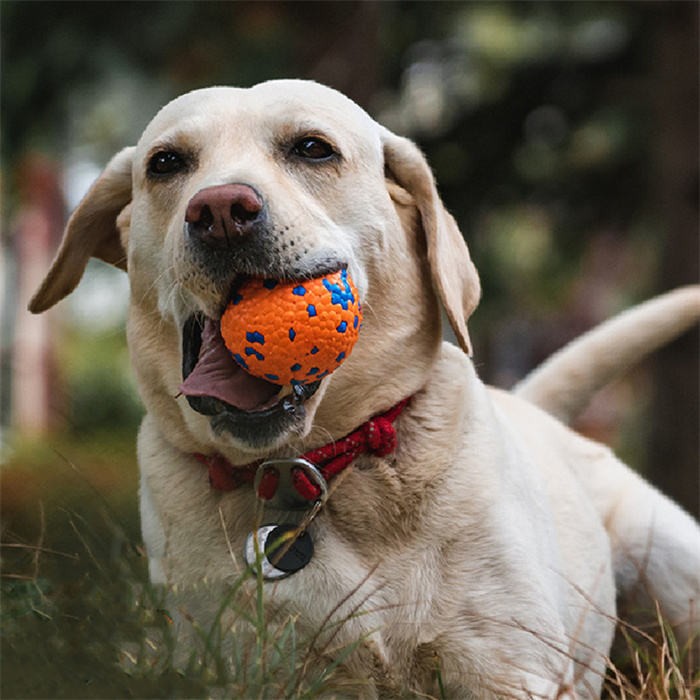 Chew-Resistant Burst Ball Dog Toy