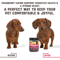 🐶🍒 Urinary Tract Support for Happy, Healthy Pups!