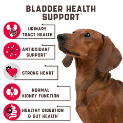 🐶🍒 Urinary Tract Support for Happy, Healthy Pups!