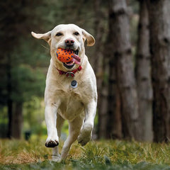 Chew-Resistant Burst Ball Dog Toy