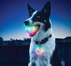 LED Light-Up Dog Training Chew Ball